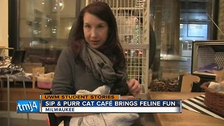 Sip and Purr Cat Cafe brings feline fun