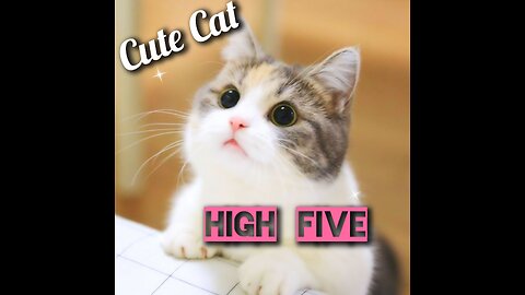 Funny cat 🐈 give me High Five 😆 Joy Funny Factory