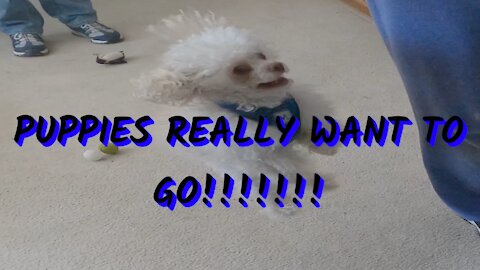 Puppy nearly takes flight with excitement!!! They Really want to GO!