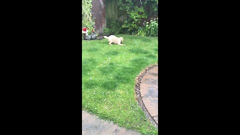 Light hailstorm causes utter confusion for doggy