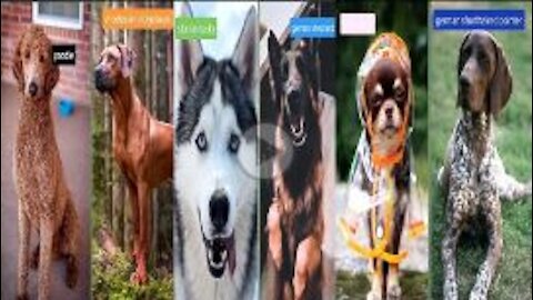 The dog breeds that relate to song (IN MY OPINION) __ #dogs #rumblevideos | cutest overloaded |
