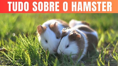 Descobrindo o Encanto dos Hamsters Conheça Tudo sobre Esses Adoráveis Roedores.