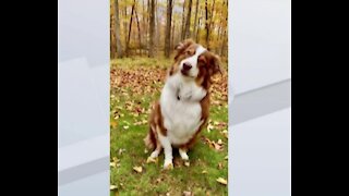 Wisconsin dog crashes owner's car