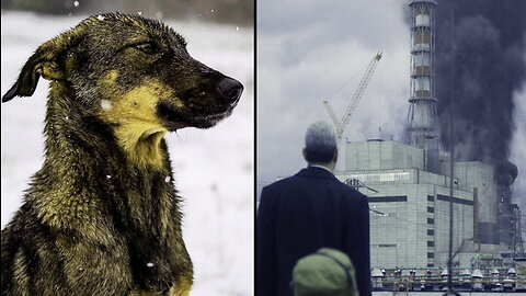 Stray Dogs Are Still Living In Chernobyl
