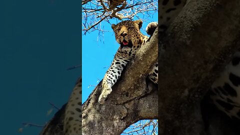 Leopard Chilling In A Tree With A Kill #shorts