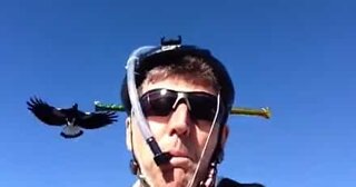 Syklist lager morsom hjelm for å avverge angrep fra aggresive fugler