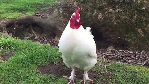 Rooster Crowing Compilation Plus Rooster crowing sounds Effect