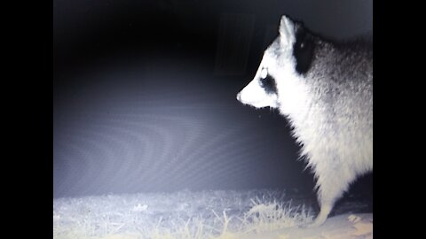 Ken's trailcam catches a raccoon.
