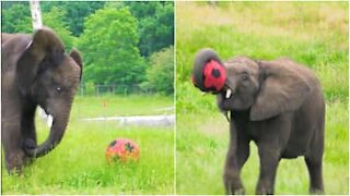 Questo elefante di 4 anni è la nuova stella del calcio!