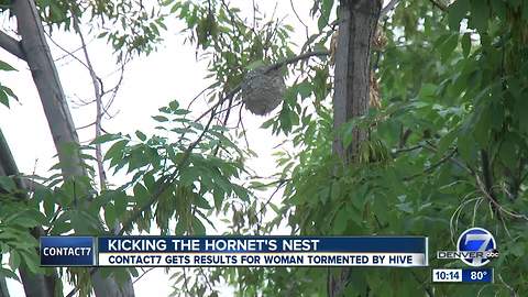 Aurora great-grandmother seeks out Contact7 after city told her hornet nest was her responsibility