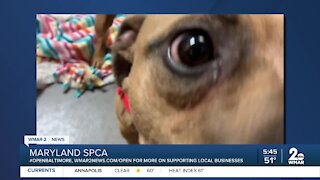 Starlord the dog is up for adoption at the Maryland SPCA