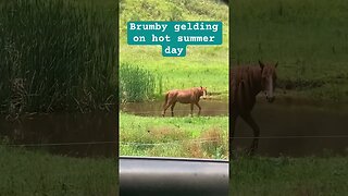 Brumby gelding during heat wave