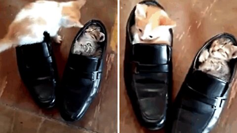 This kitten is trying to slip into a shoe to rest.