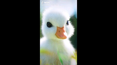 Lovely little duck