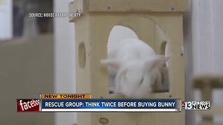 Bunny experts: Don't buy an Easter bunny