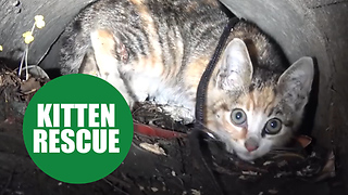 Tiny kitten is rescued after being trapped 44 feet underground