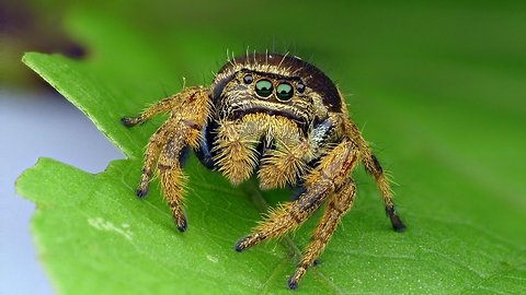 Colorful jumping spider doesn't need web to catch prey