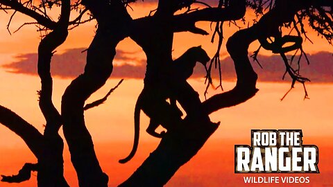 Jackal Eats Dropped Leg Before Leopard Reclaims It! | Maasai Mara Safari | Zebra Plains