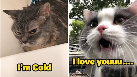 Cats talking !! these cats can speak english better than hooman❤