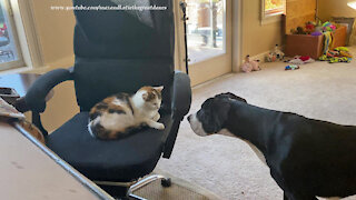 4 Month Old Great Dane Puppy Uses Her Chat With The Cat Voice