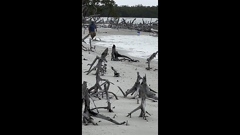 Blacktip Shark?! 4K