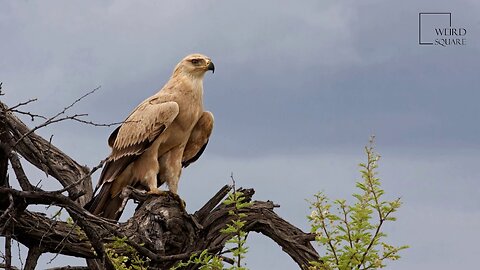 Interesting facts about Tawny Eagle by weird square