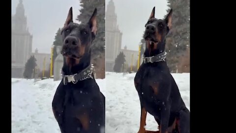 Dobermen Pinscher 🔥🔥 #dog | cutest overloaded |