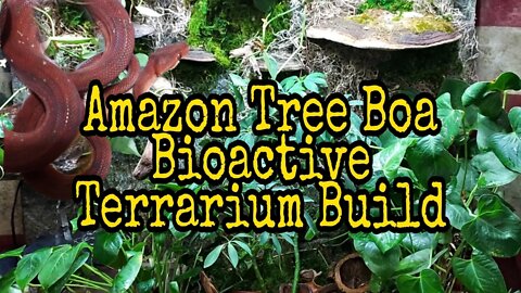 Amazon Tree Boa Enclosure Build