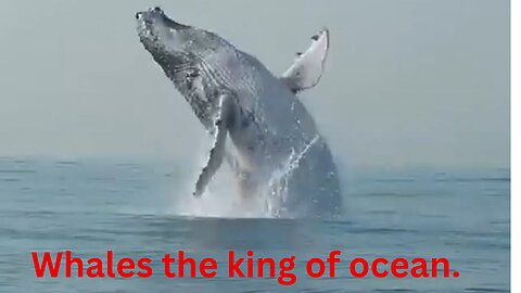 Whales the king of ocean.
