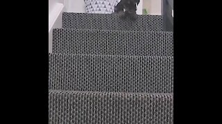 Puppy shows the best way to get down the stairs