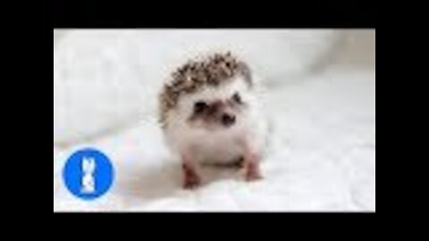 Cute Little Hedgehogs Compilation / TRY NOT TO AWW!