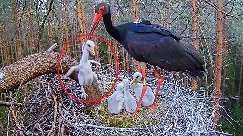 Black Stork killing chick