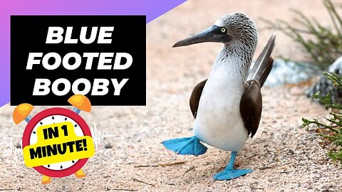 Blue-Footed Booby - In 1 Minute! 🦤 One Unique Animal You Have Never Seen | 1 Minute Animals