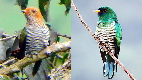 Asian Emerald Cuckoo bird video, male and female/