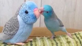 Parakeet totally freaks out at stuffed doppelganger