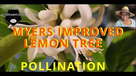 #myers #lemontree #pollination by hand - #catshobbycorner