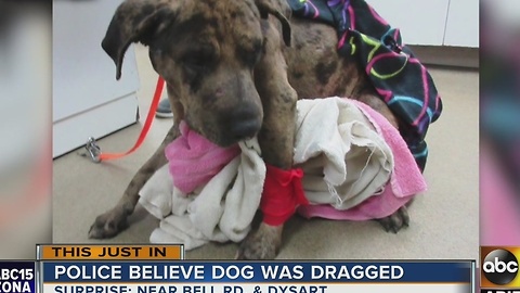 Dog believed to be dragged by car in Surprise