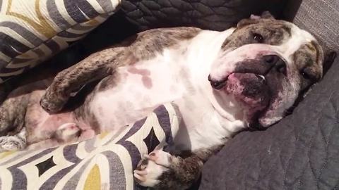 Couch Potato Bulldog Is The King Of Sloth And Laziness