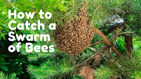 How to Catch a Swarm of Bees
