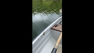 Big Pike Release