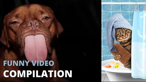 Funny Animal Videos 2023 😂 - Funniest Dogs And Cats Videos