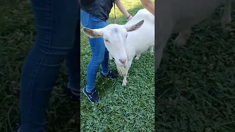 Goats 🐐