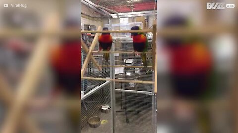 Una coppia di pappagalli acrobati