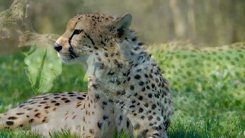 The cheetah is a fast-moving animal that hunts fiercely/#cheetah, #wild animals , #fastestanimals#wf