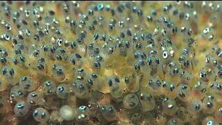 Dansade fiskägg har rave på havsbotten