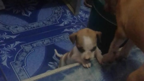 Big Puppy Helps Smaller Puppy In A Mission To Conquer The Bed