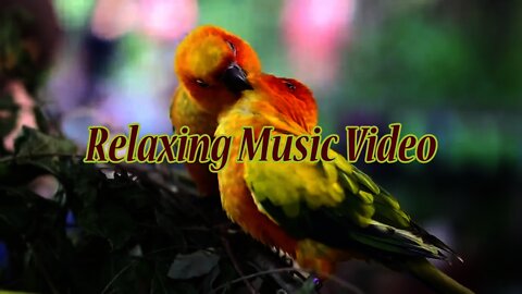 Wonderful Relaxing Music Video .