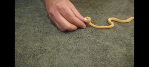 Tiny Snake Eats Egg unbelievable