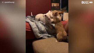 Corgi takes a tumble while playing with canine companions