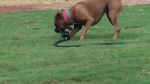 Mischievous dog tries to run off with sprinkler